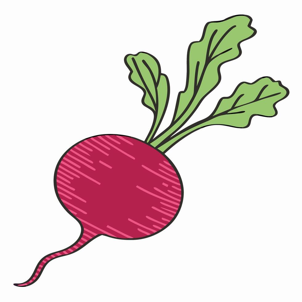 Hand drawn Radish Illustration Red Vegetable with Green Leaves vector