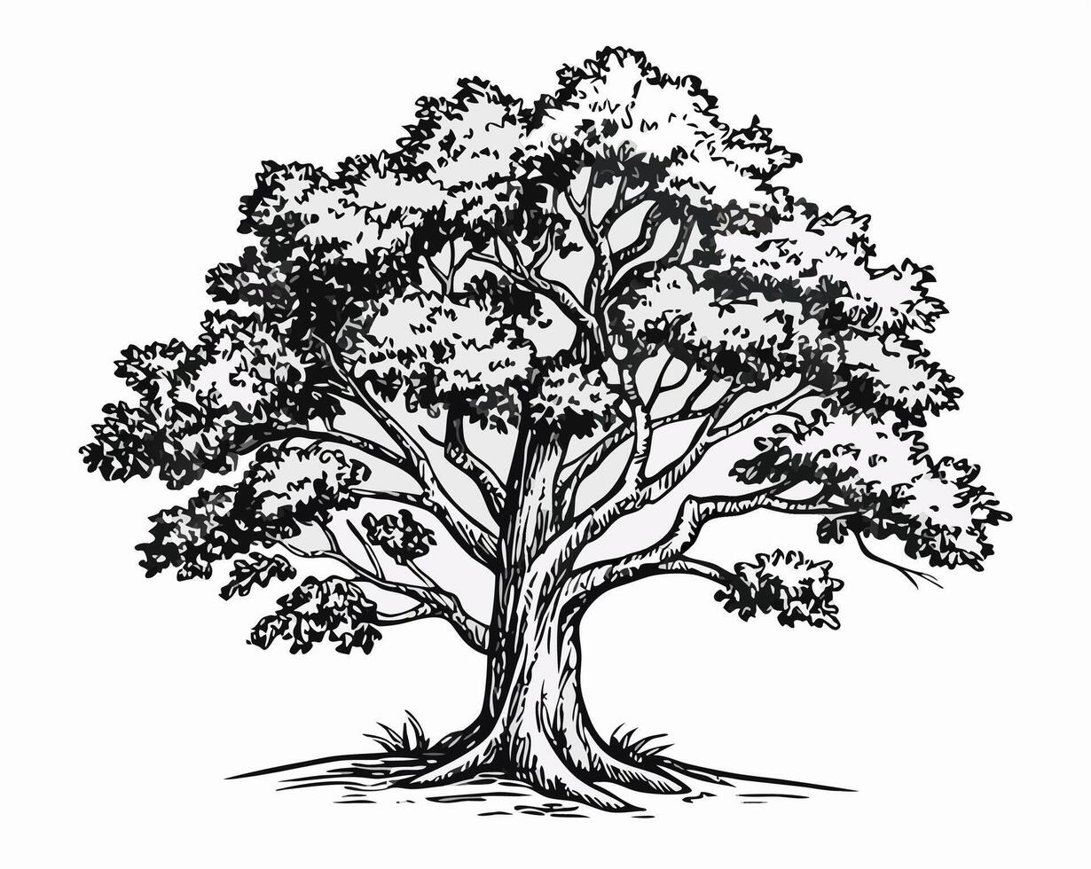 Hand drawn Black and White Illustration of a Large Oak Tree vector