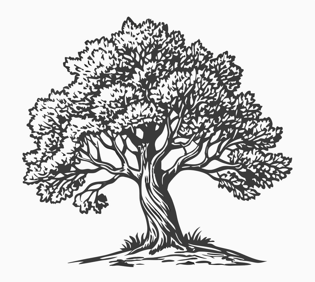 Hand Drawn Black and White Illustration of a Large Tree vector