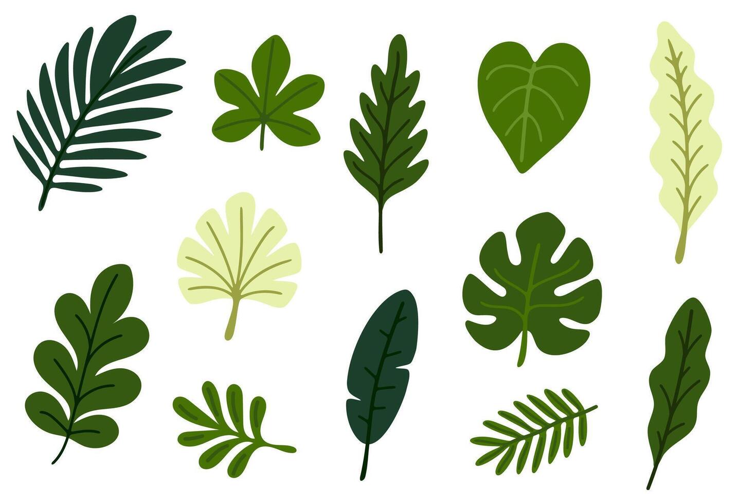 Collection of tropical leaves in various shapes and shades of green. Great for botanical projects, nature designs and jungle-themed illustrations vector