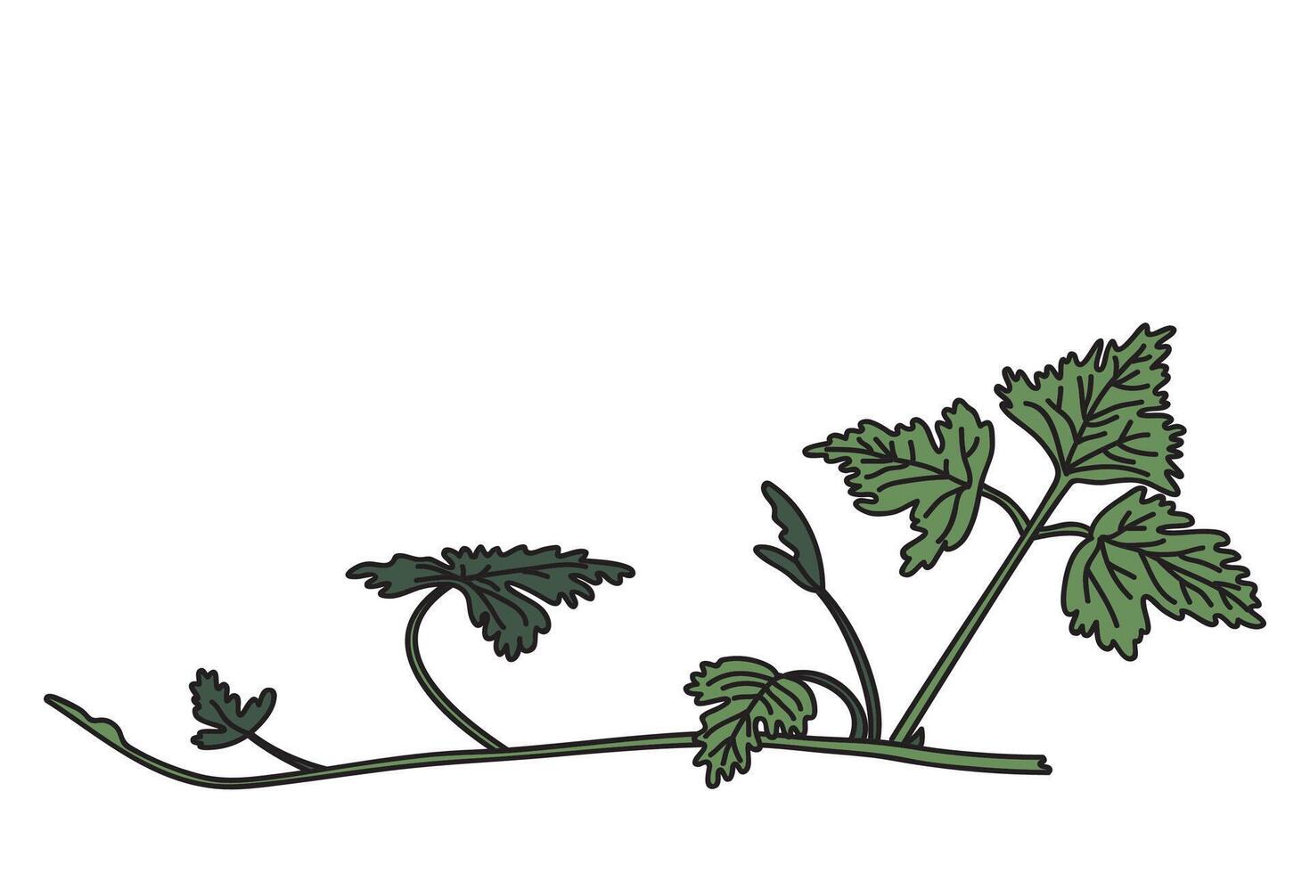 Botanical grapevine isolated on white background. Hand drawn vine plant with long stem and green leaves illustration. Graphic design element for Birthday Wedding Greeting Card Poster Banner vector