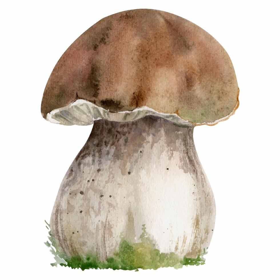 Bolete cep mushroom fungus, autumn forest harvest, edible raw ingredient for vegan cooking. Single element hand drawn in watercolor. Identification cards, seasonal planner stickers, menu cookbook vector