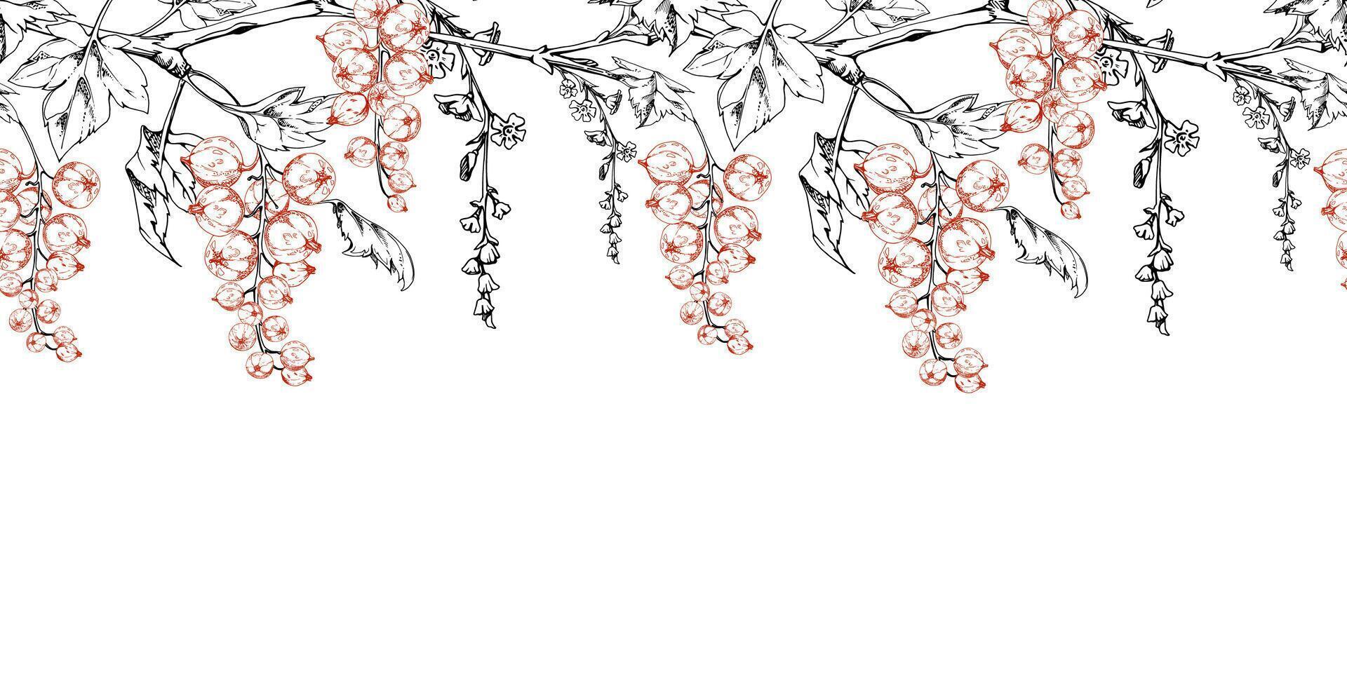 Currant gooseberry with long flower clusters on branch, leaves. Hand drawn in ink, ripe garden berry juneberry casseille jostaberry. Isolated seamless banner border. Cafe menu, farmers market vector