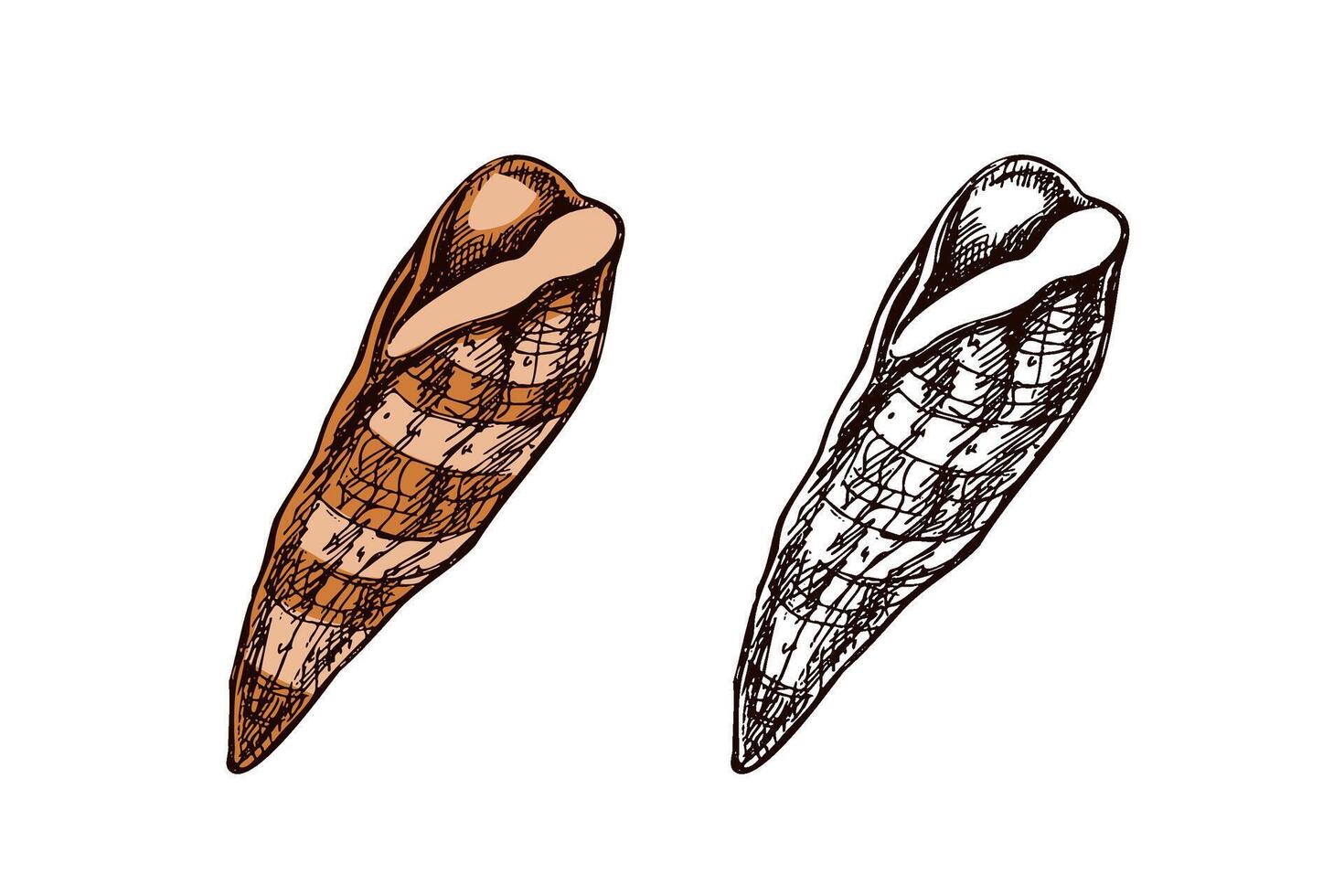 Hand drawn vintage sketch of elongated brown seashell in color and monochrome, isolated illustration vector