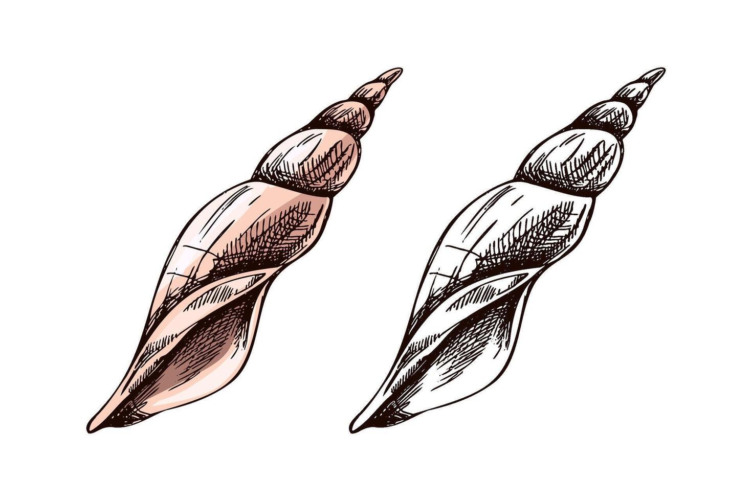 Hand drawn vintage sketch of spiral marine shell in color and monochrome, isolated illustration vector