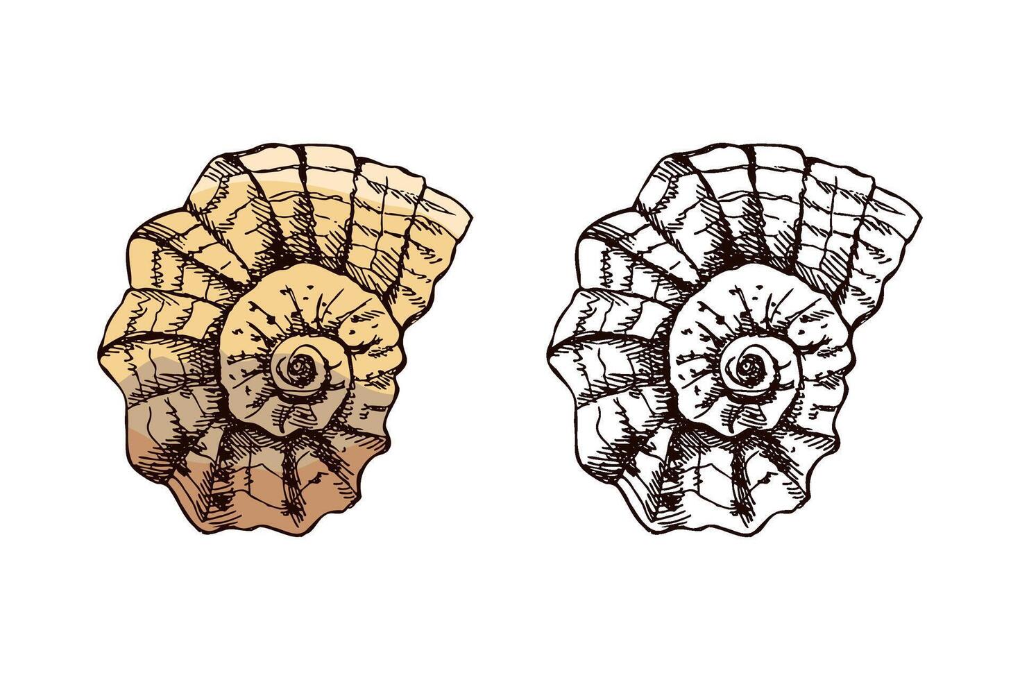 Hand drawn vintage sketch of spiral marine seashell in color and monochrome, isolated illustration vector