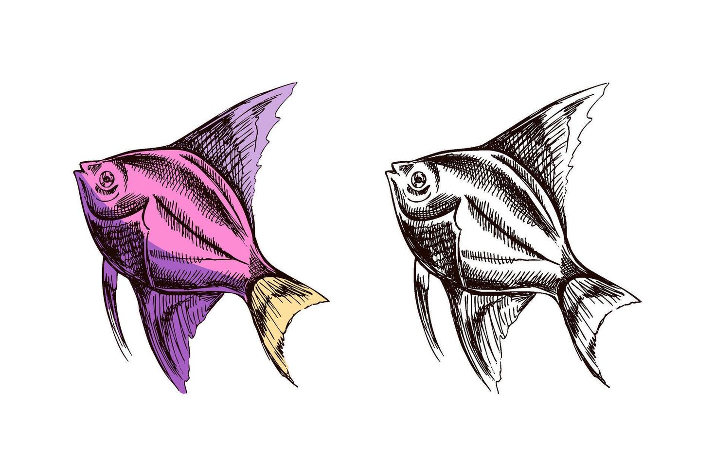Hand drawn sketch of angelfish in purple and yellow, colored and monochrome tropical fish illustration vector