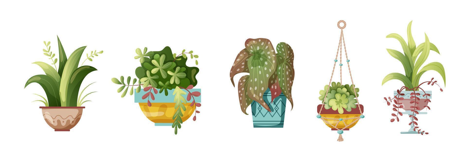 House plants in pots set of different plants illustration vector