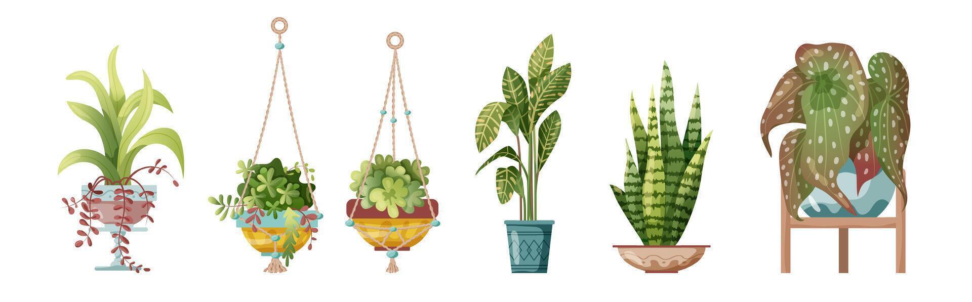 House plants in pots on a white background vector