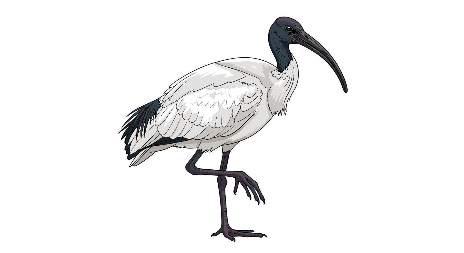 A white ibis bird with long legs and long beak vector