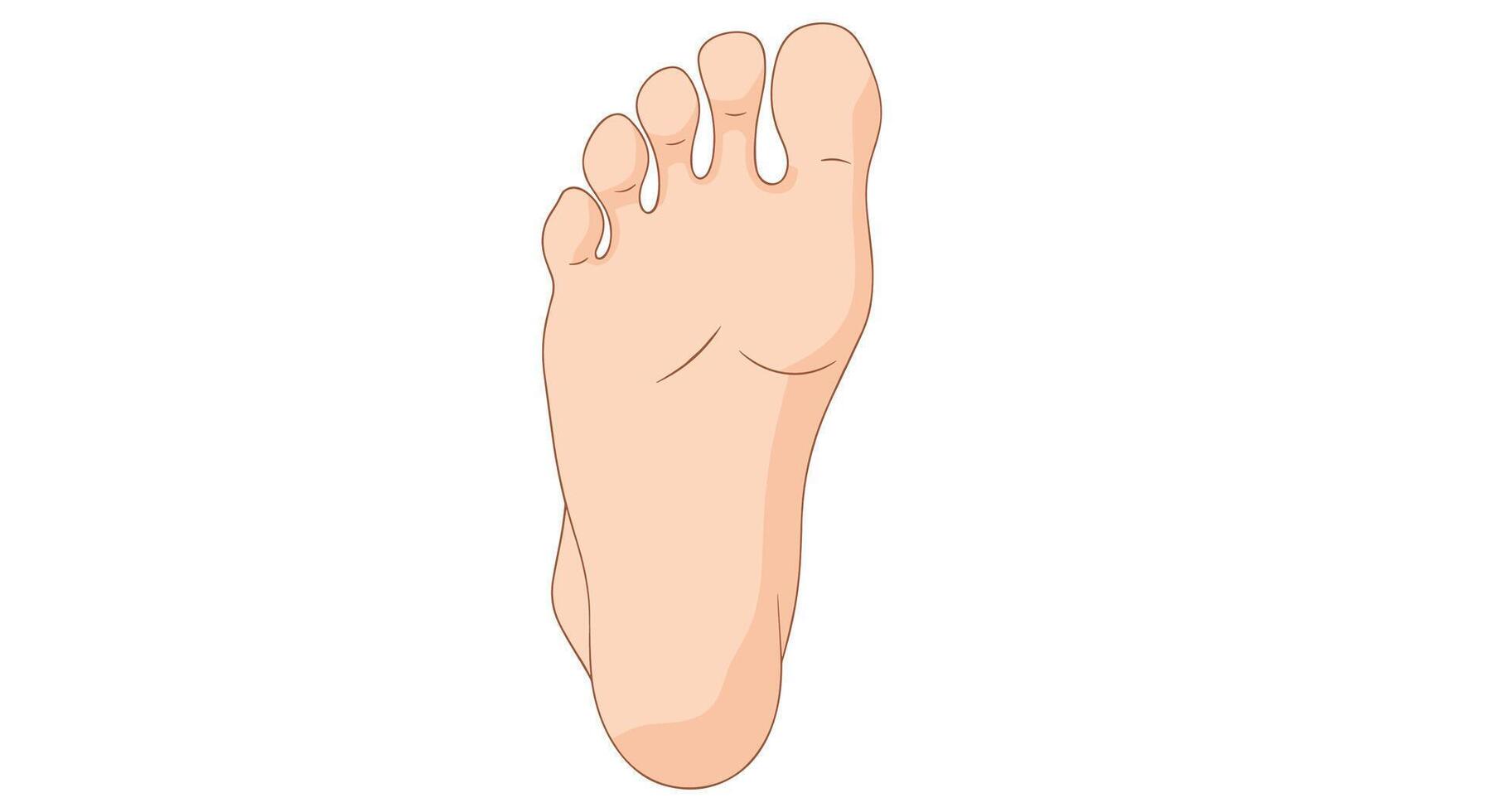 Human Foot Anatomy A Detailed Guide To Healthy Feet and Overall Well Being vector