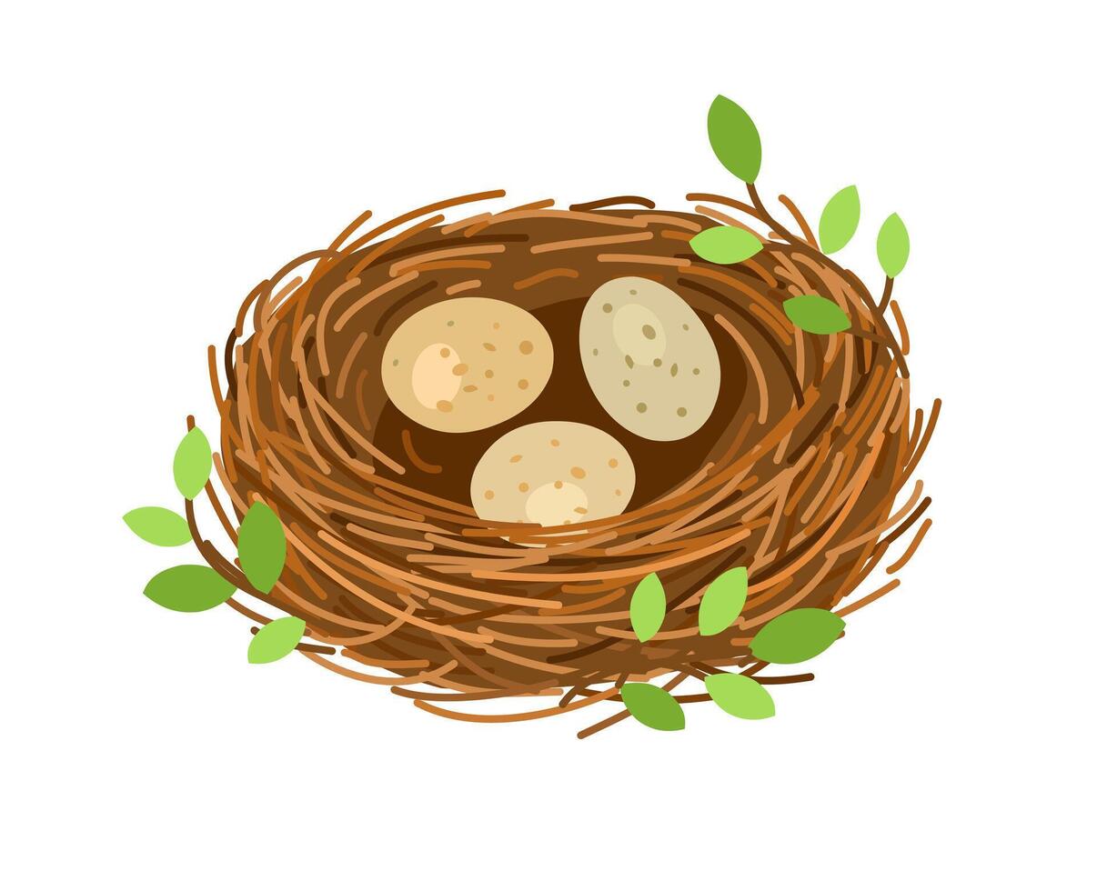 Birds nest with 3 eggs, branches and leaves. Illustration isolated on white background vector