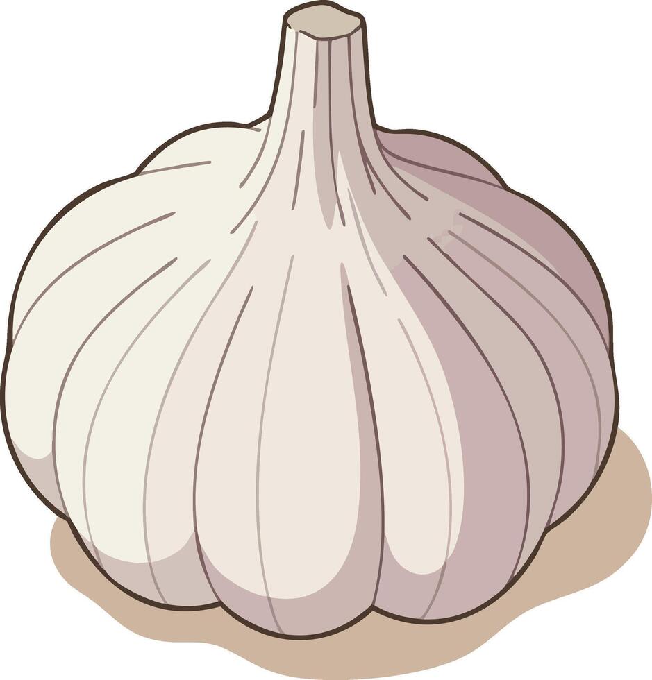 Whole garlic bulb with white and light brown shading isolated on white background illustration vector