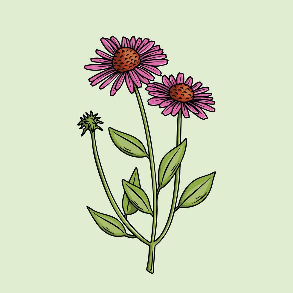 Purple Cone Flower Illustration Botany vector