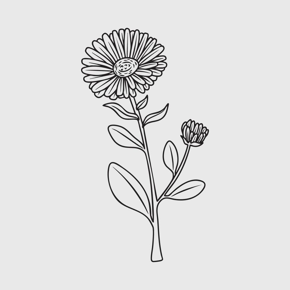 Yellow Calendula Flower Thin Line Illustration vector