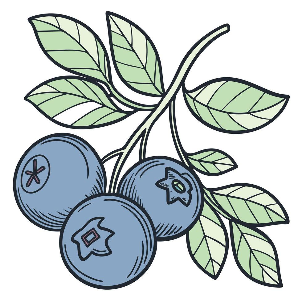 Blueberries on a branch illustration vector