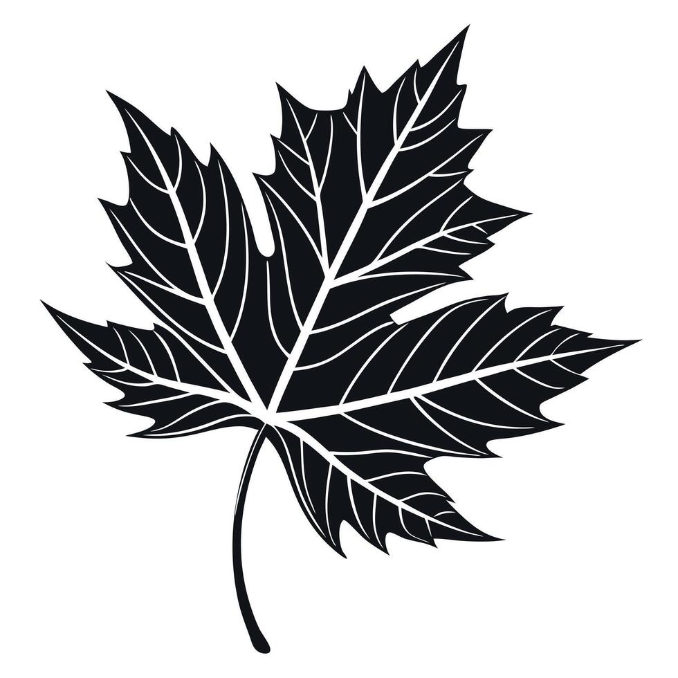 A black and white maple leaf on a white background vector