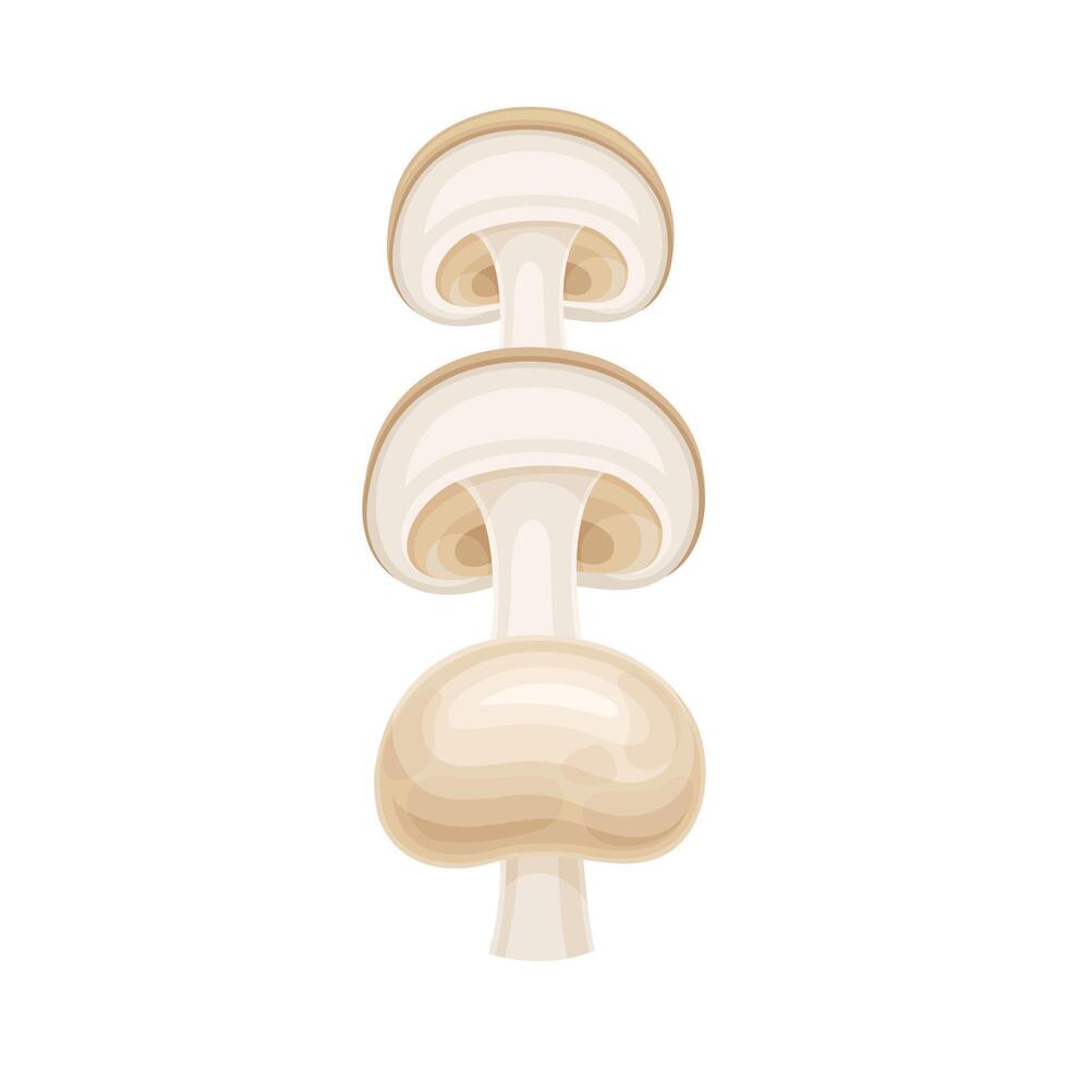 Champignon mushroom slices lying in vertical row. Healthy organic vegetable illustration vector