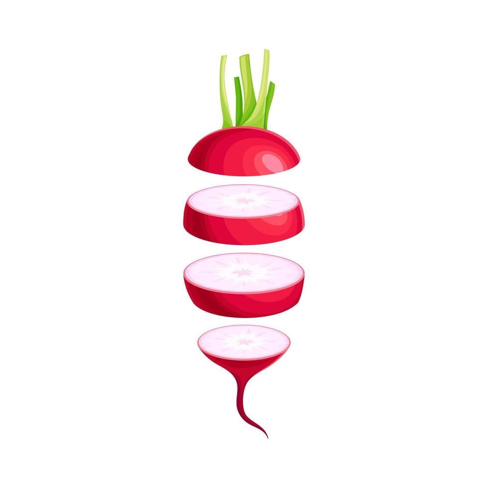 Radish slices lying in vertical row. Healthy organic vegetable illustration vector