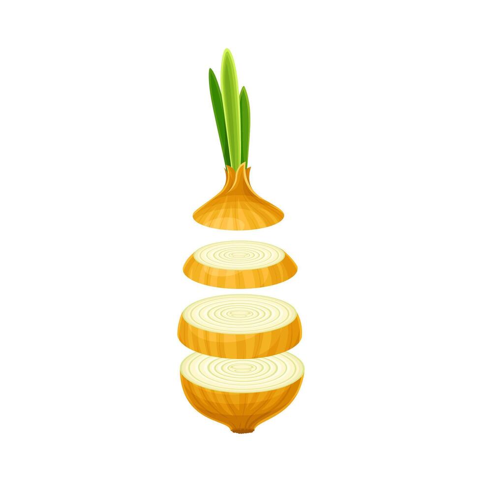 Onion bulb slices lying in vertical row. Healthy organic vegetable illustration vector