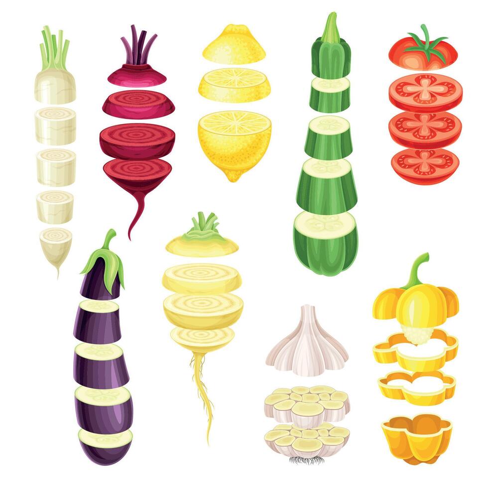 Set of vegetable slices lying in vertical rows. Healthy organic cutting pepper, turnip, zucchini, tomato, daikon, eggplant, garlic illustration vector