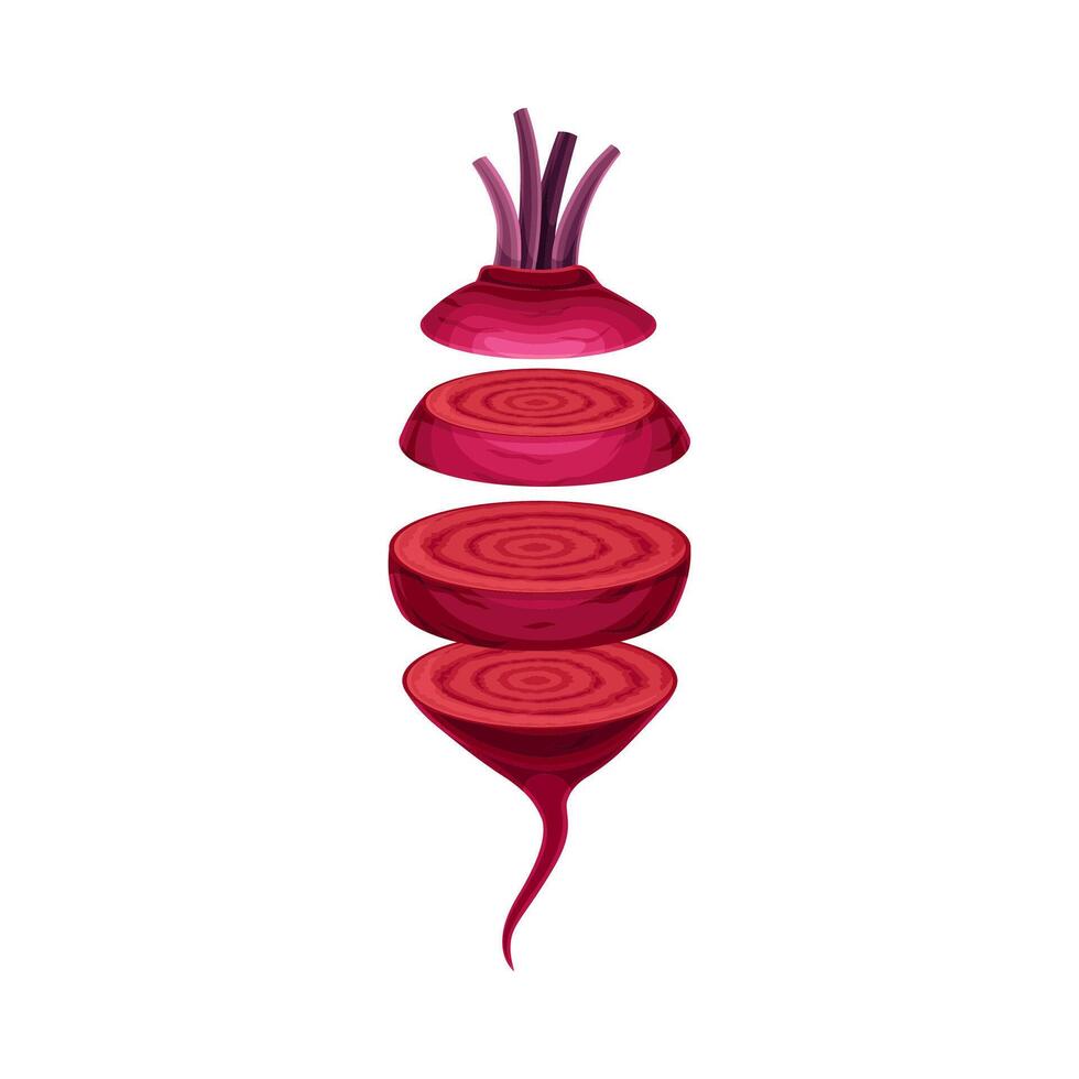 Beetroot slices lying in vertical row. Healthy organic vegetable illustration is vector
