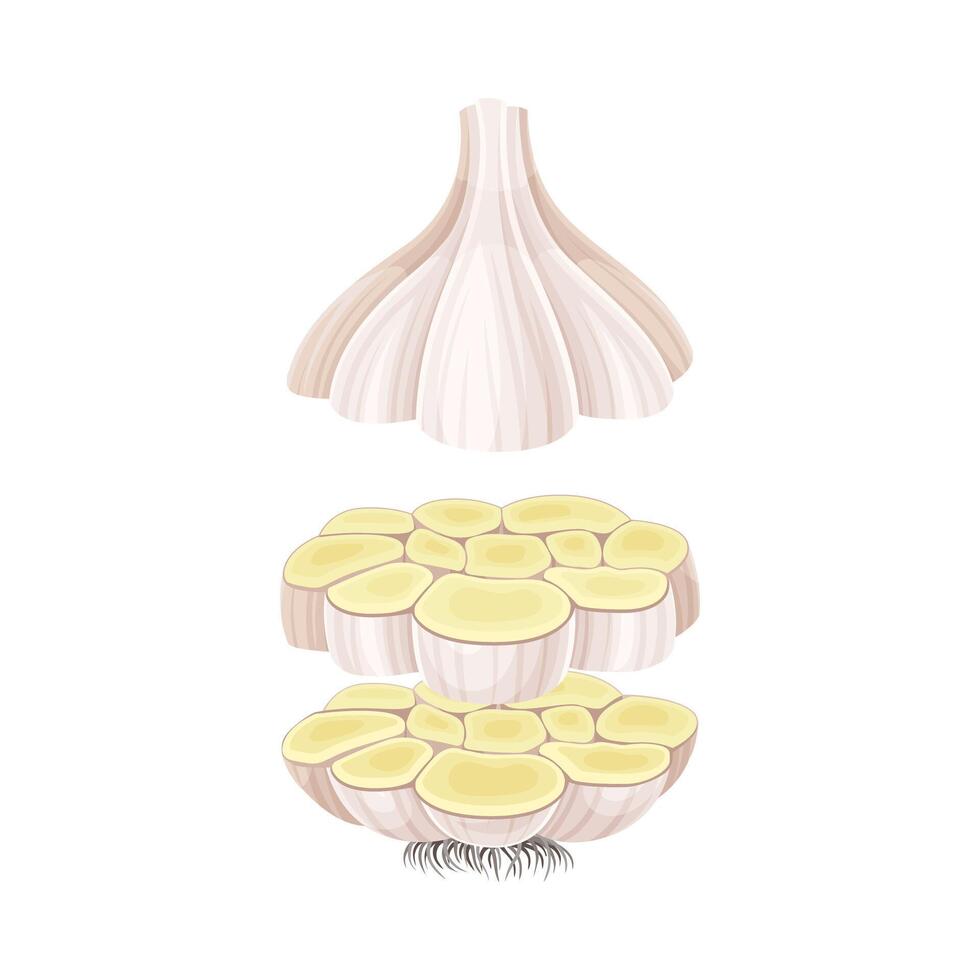 Garlic slices lying in vertical row. Healthy organic vegetable illustration vector
