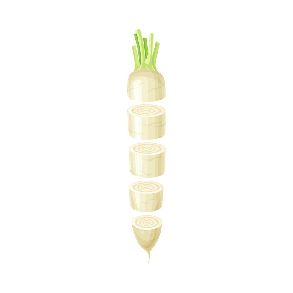 Daikon slices lying in vertical row. Healthy organic vegetable illustration vector