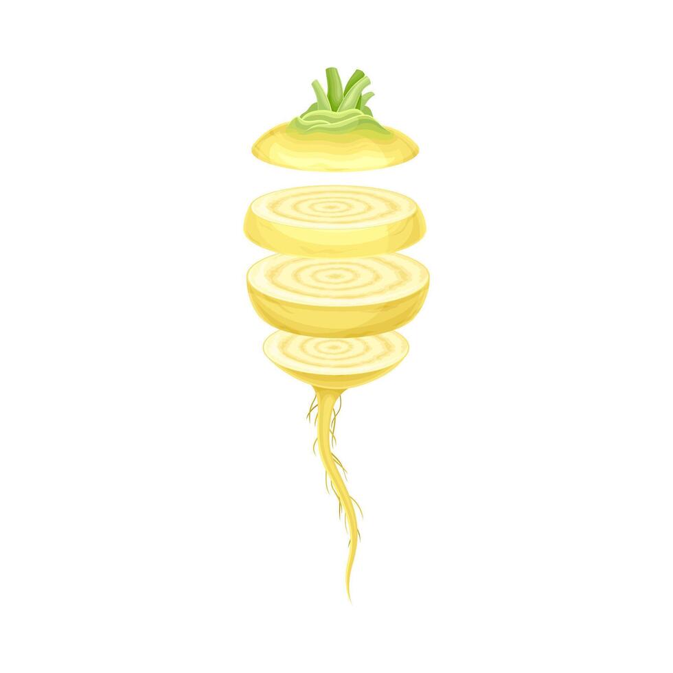 Turnip slices lying in vertical row. Healthy organic vegetable illustration vector