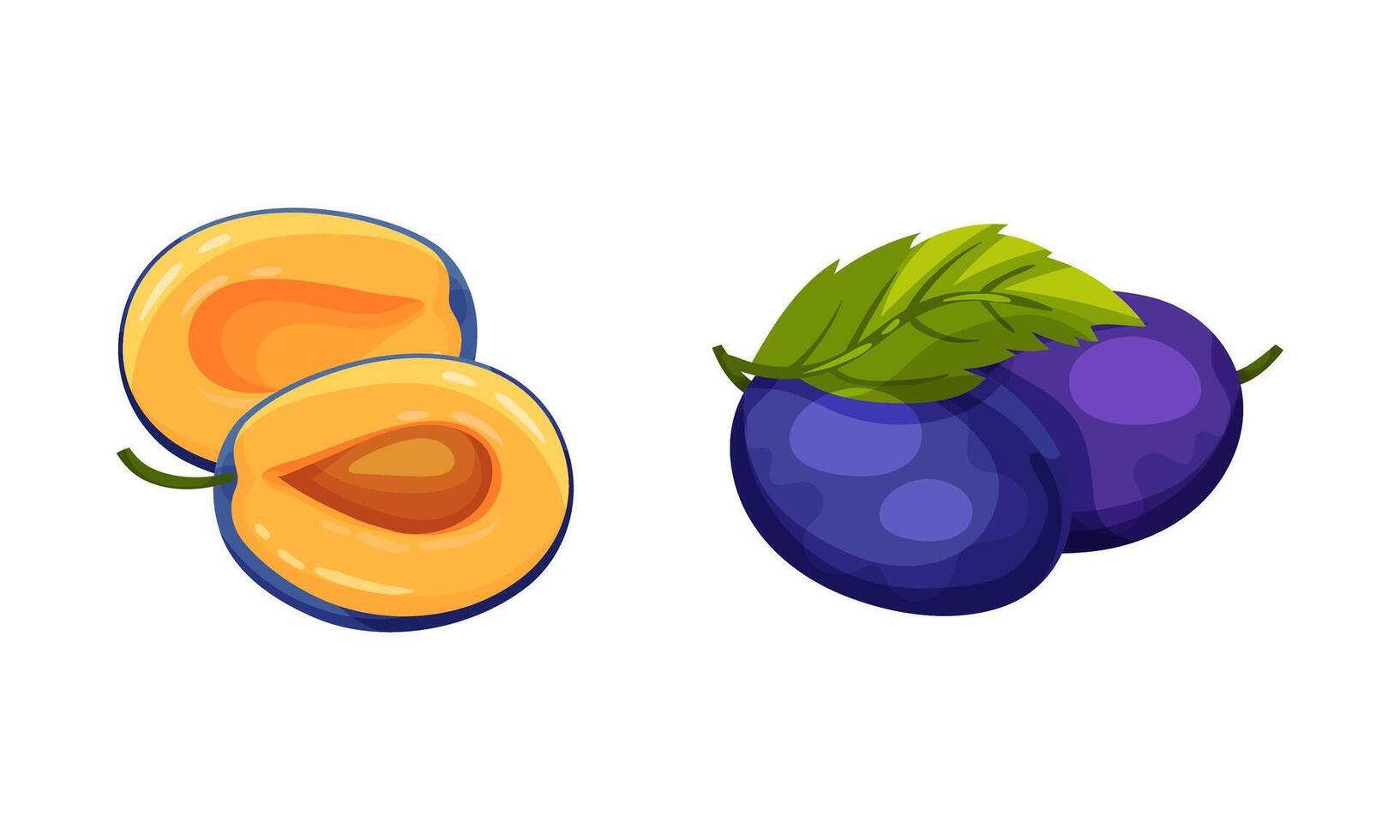 Ripe plums with green leaves. Whole and half fresh organic fruit illustration vector