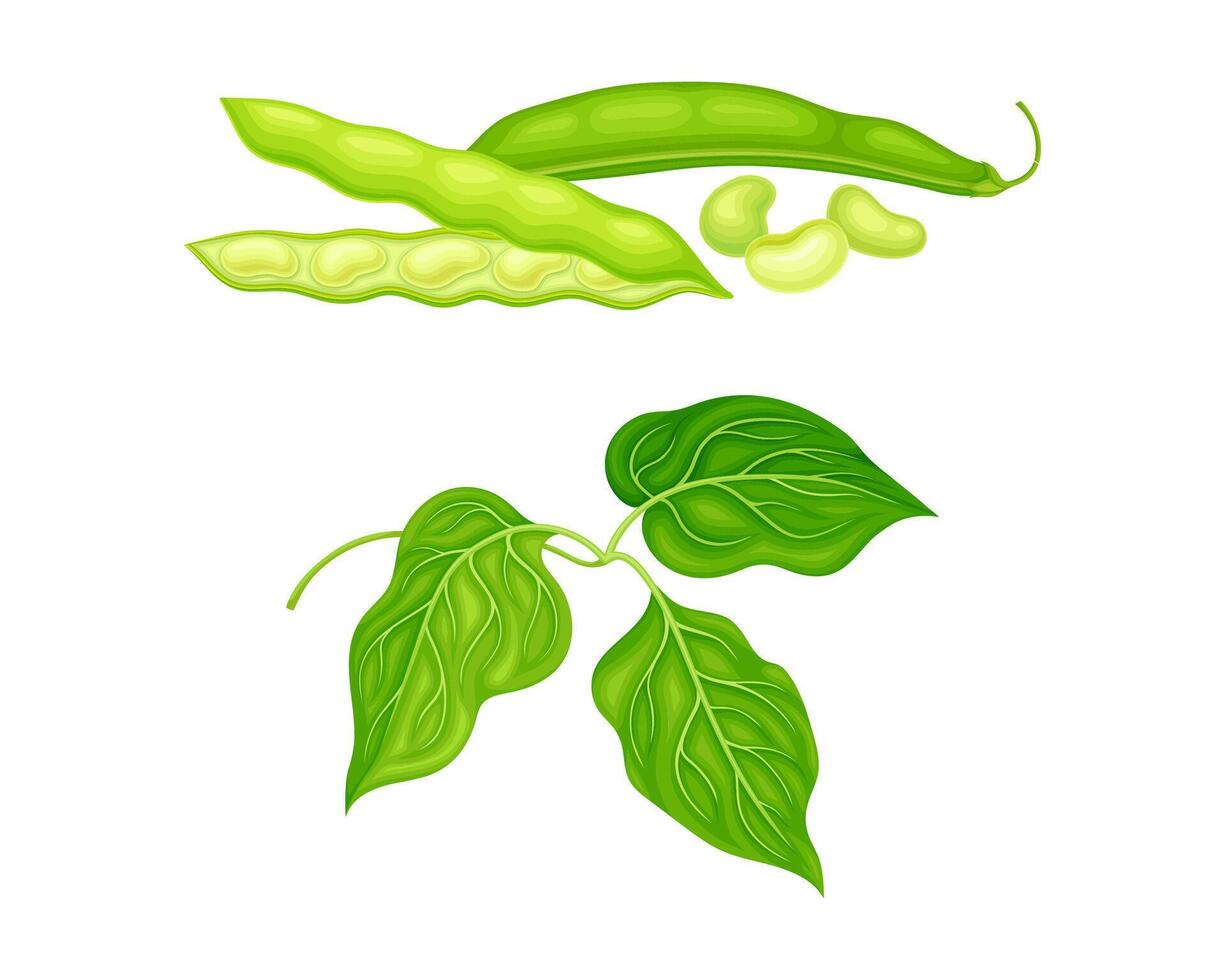 Fresh french beans and green leaves set. Organic green bean pods, peas pods, soybean illustration vector