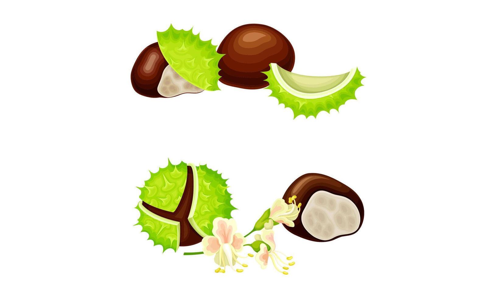 Chestnut peeled green prickly shell with nuts set. Organic medical plant illustration vector