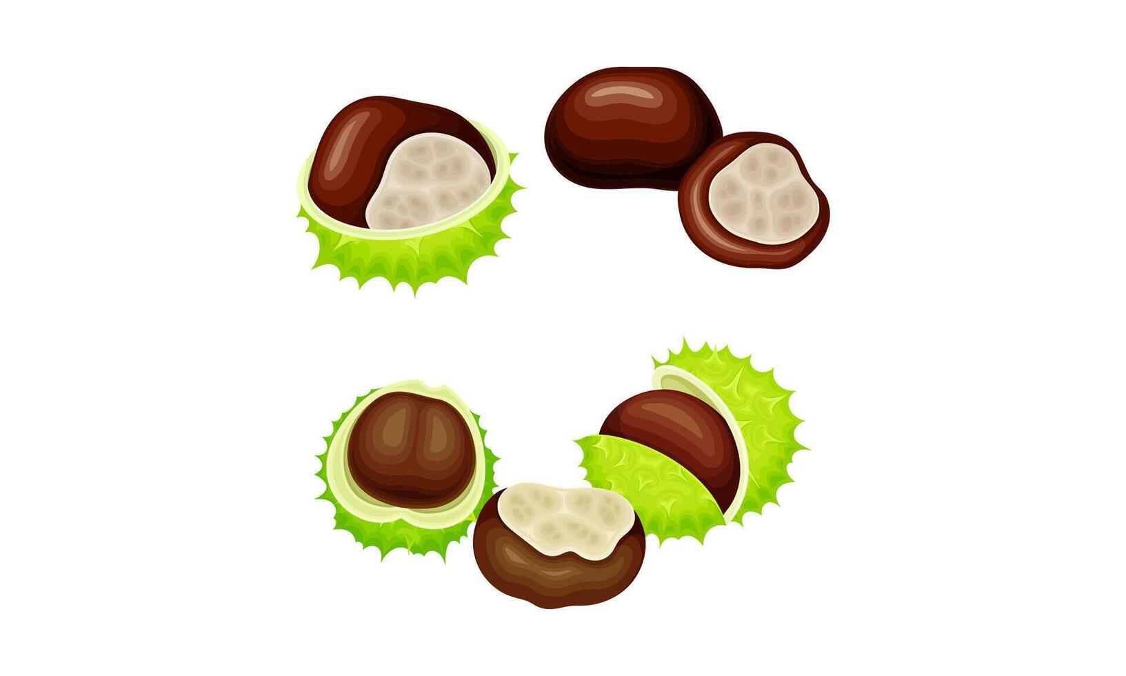 Chestnut green prickly shell with nuts set. Organic medical plant illustration vector