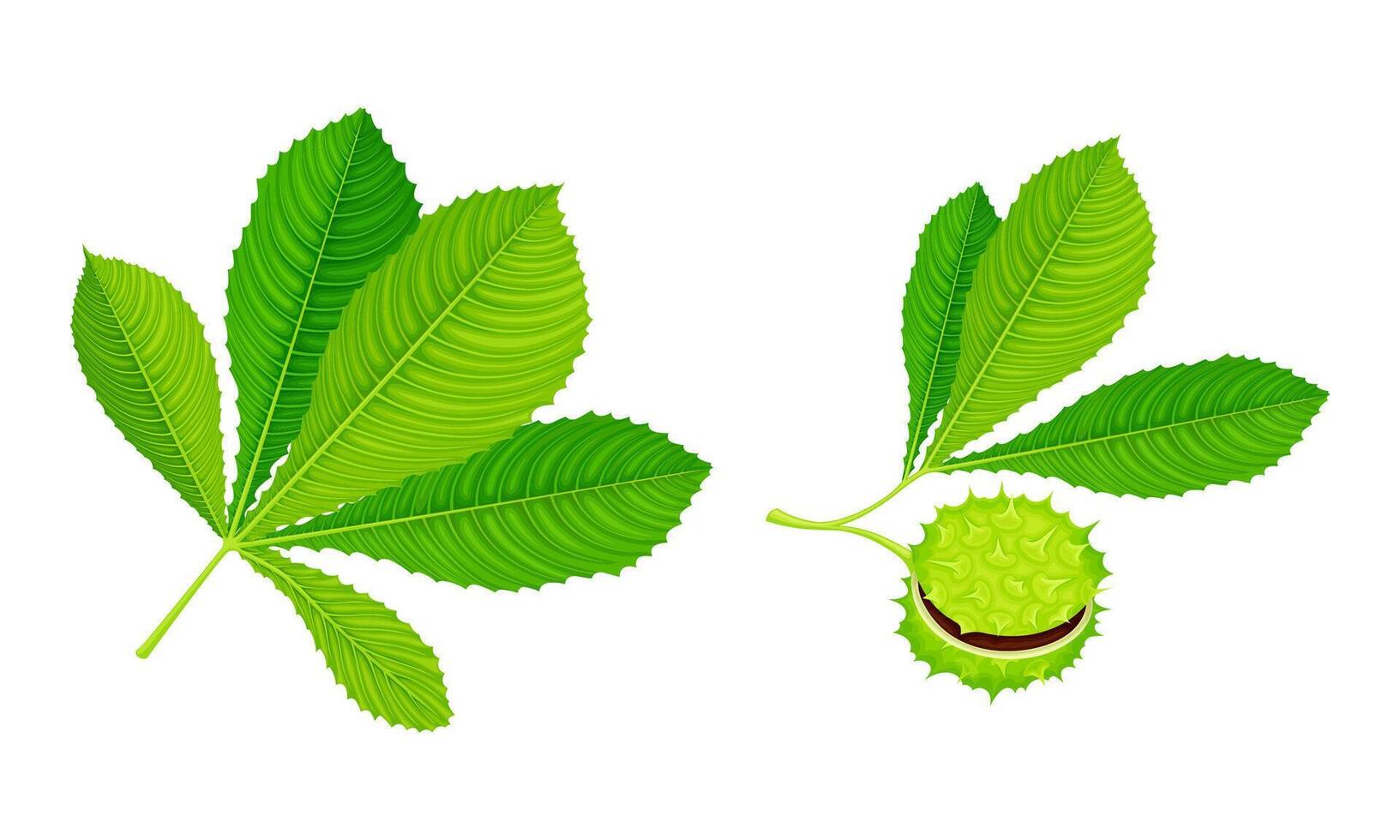 Chestnut tree leaves and green seeds with prickles set illustration vector