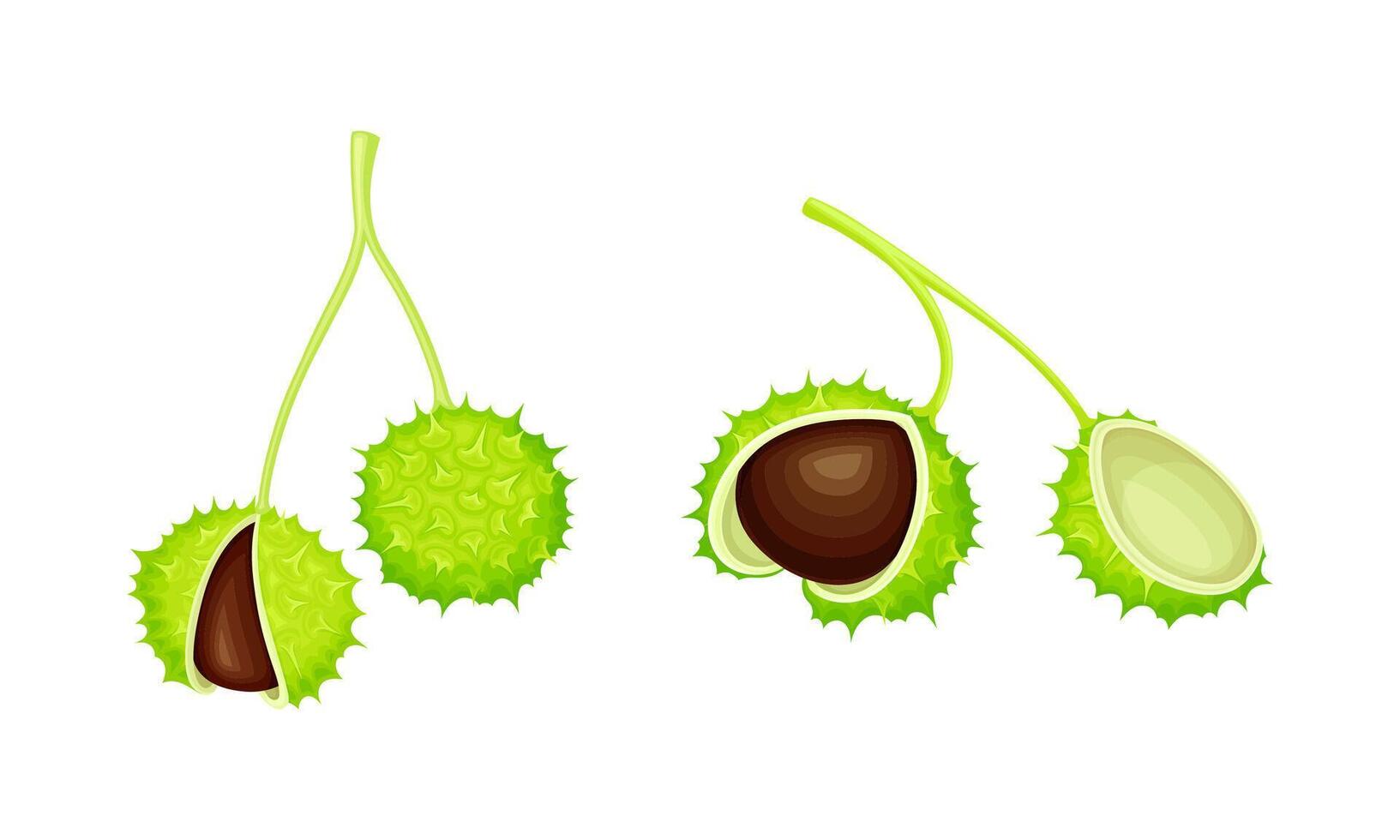 Chestnut branch with green prickly shell nuts set. Organic medical plant illustration vector