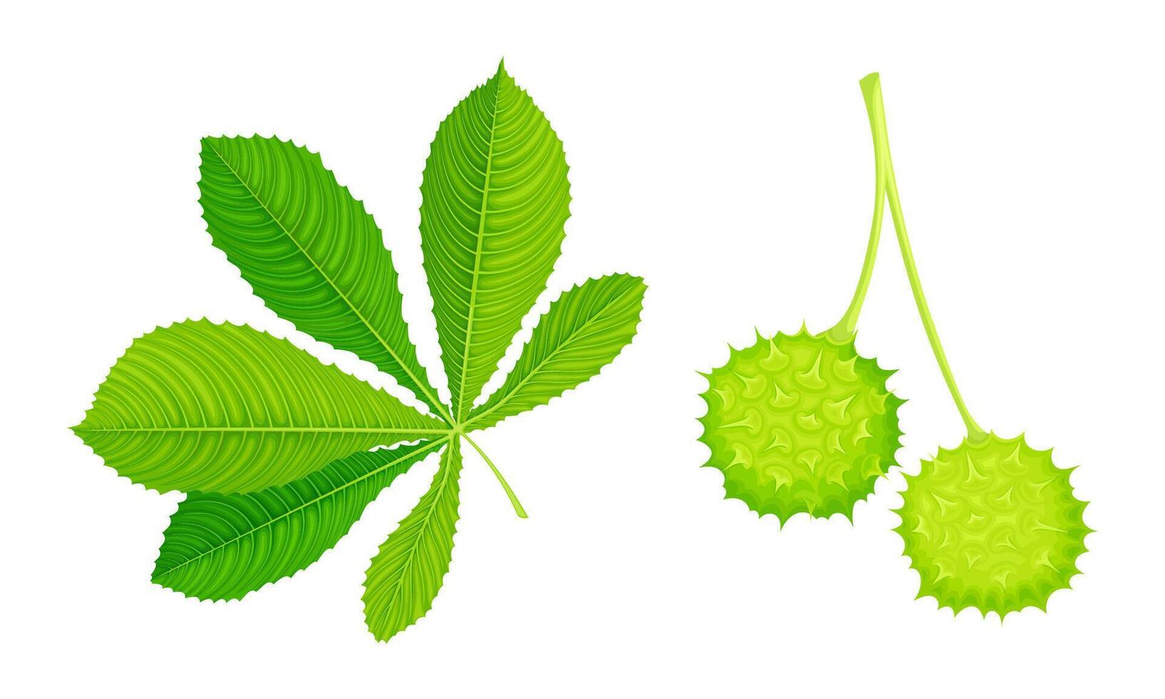 Chestnut tree leaves and green seeds set illustration vector