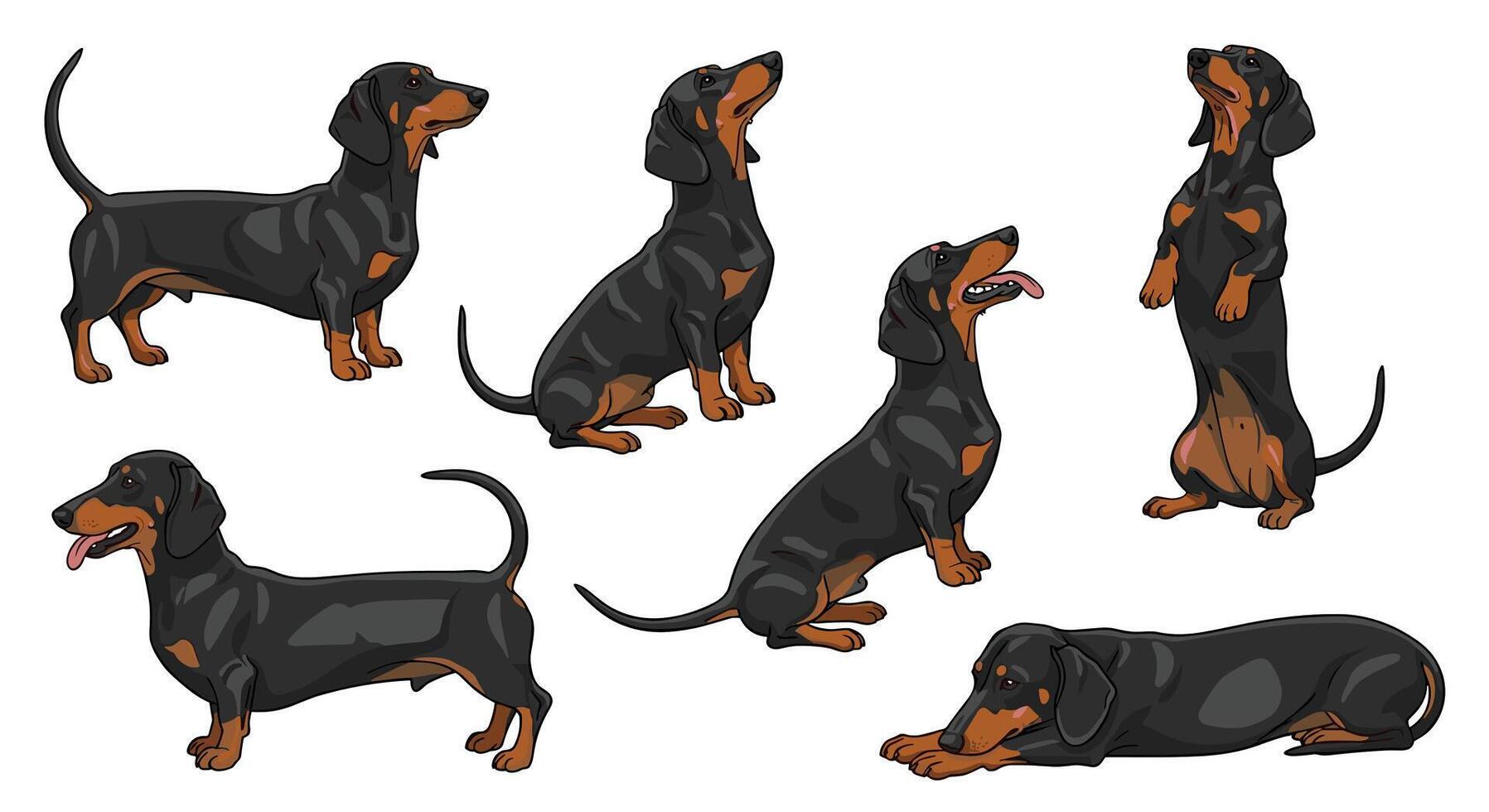 Dachshund Dog Breed Guide All You Need to Know About This Adorable Breed vector