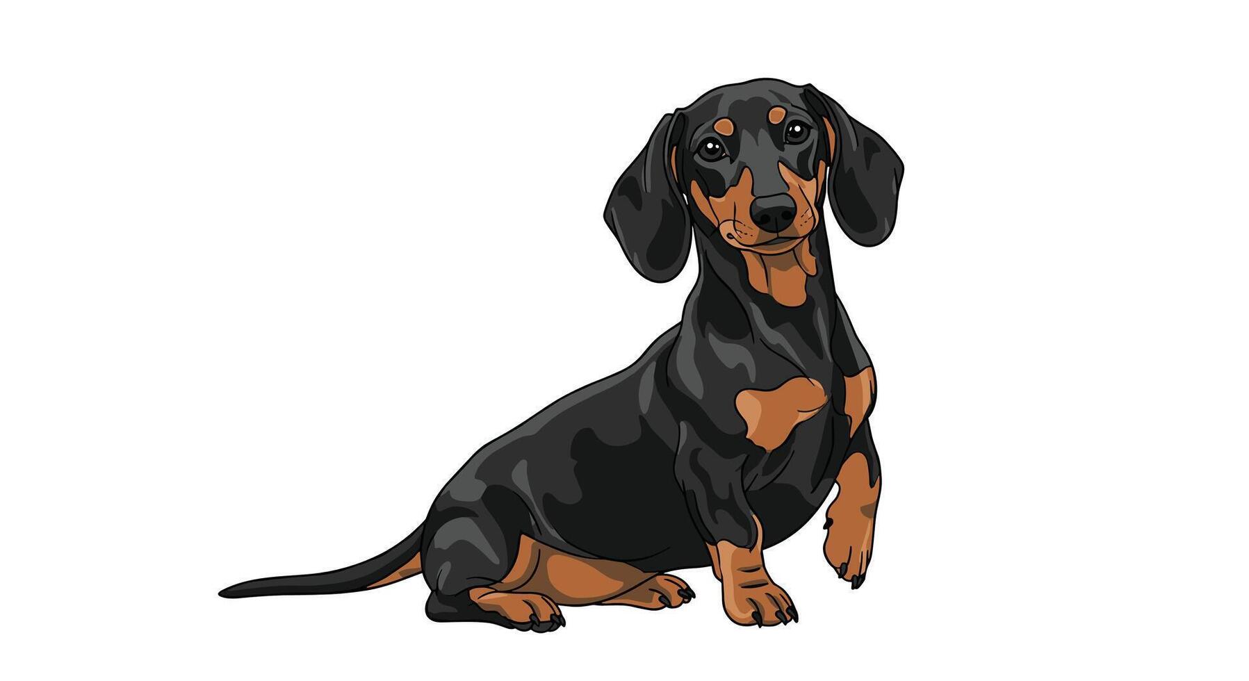An In-Depth Exploration of the Charm and Characteristics of the Dachshund Breed vector