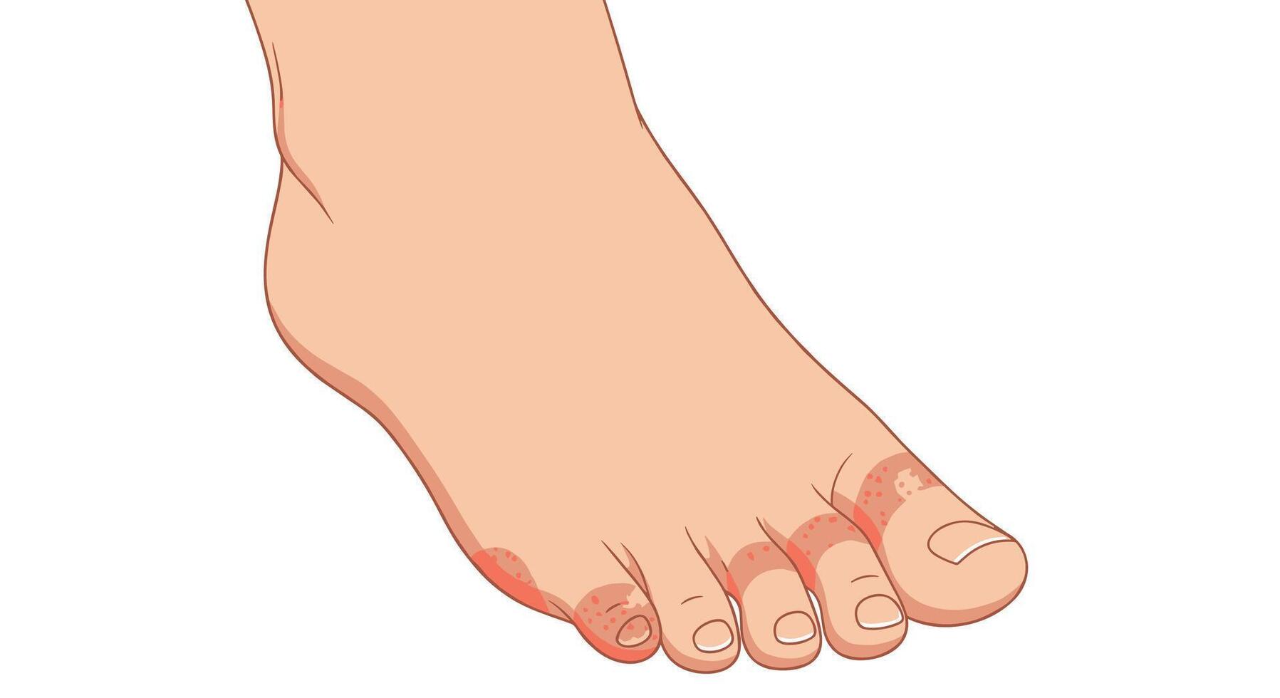 Exploring the Intricacies of the Human Foot An Anatomical Marvel of Engineering vector