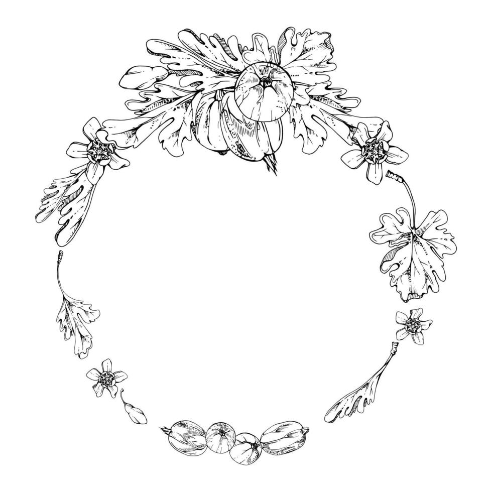 Gooseberry berries leaves flowers in water dew drops hand drawn in ink. Ripe garden Currant huckleberry casseille jostaberry. Isolated circle wreath frame. Seasonal florist, farmers market menu vector