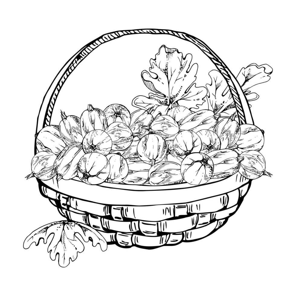 Gooseberry Currant berries leaves in weaved basket, hand drawn in ink, ripe picked harvest, lingonberry huckleberry. Isolated illustration. Restaurant menu, cookbook, farmers market grocery vector
