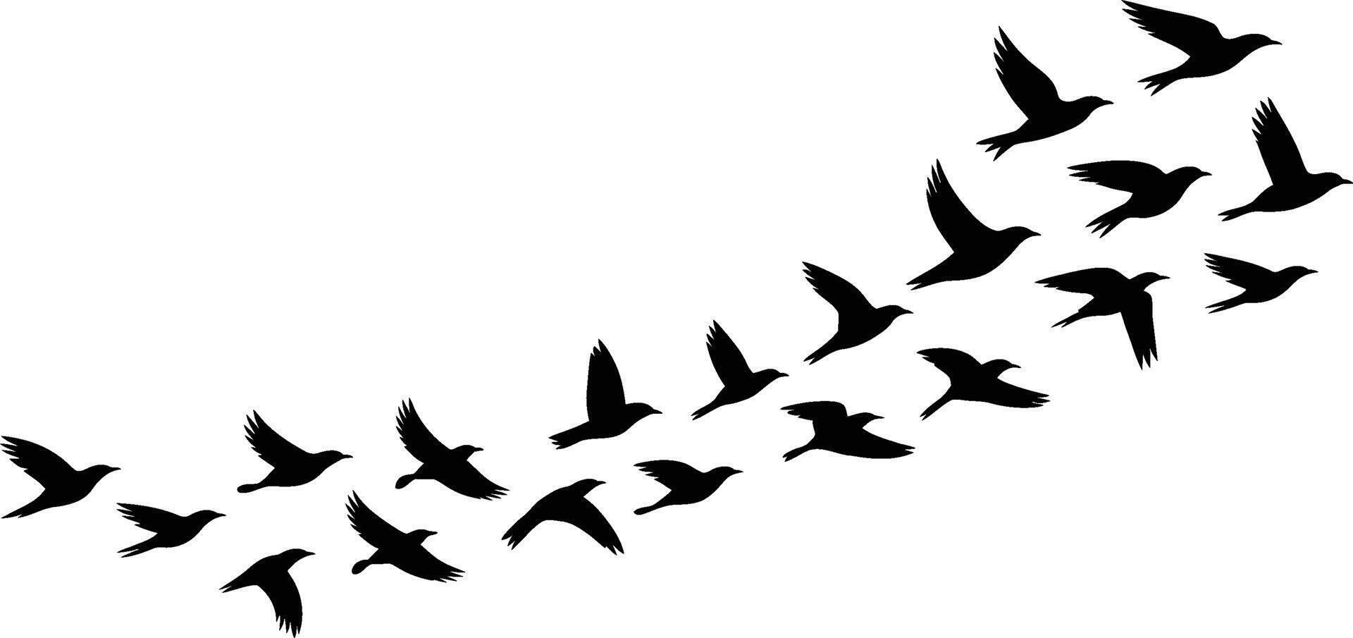 Silhouette illustration of flying birds in formation on a white background vector