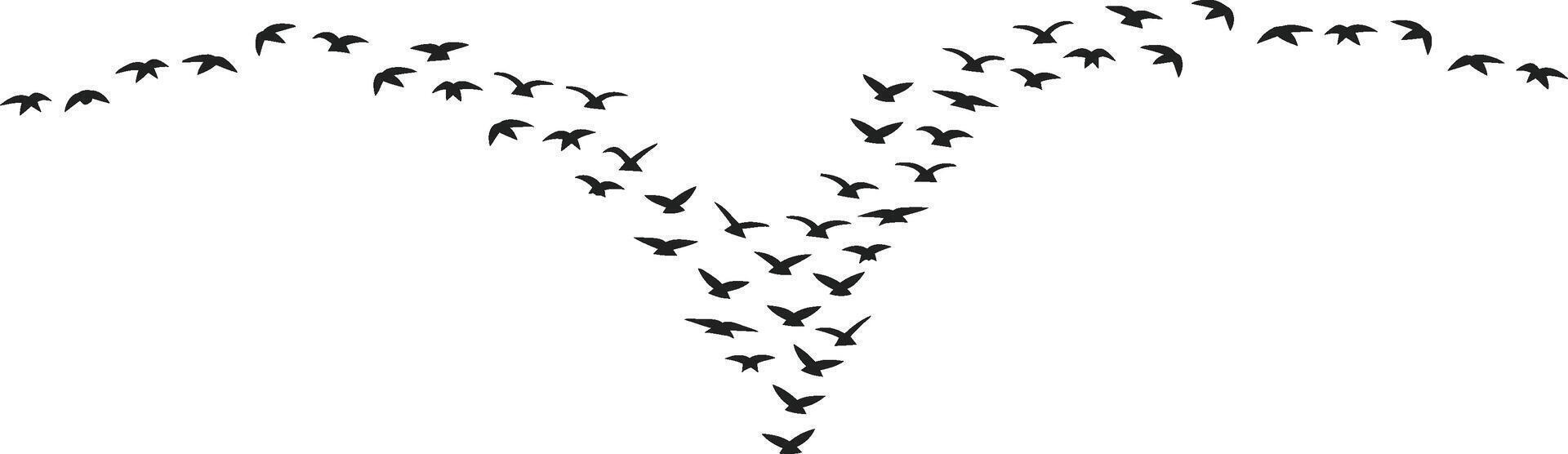 Flock of birds flying in formation black silhouettes against white background vector