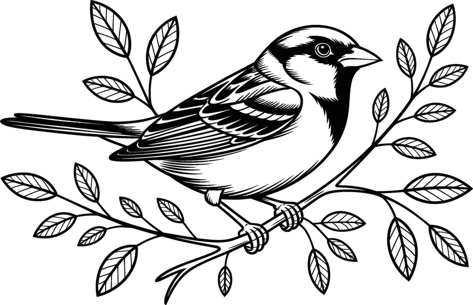 Sparrow bird perched on a branch vintage line art illustration graphic vector