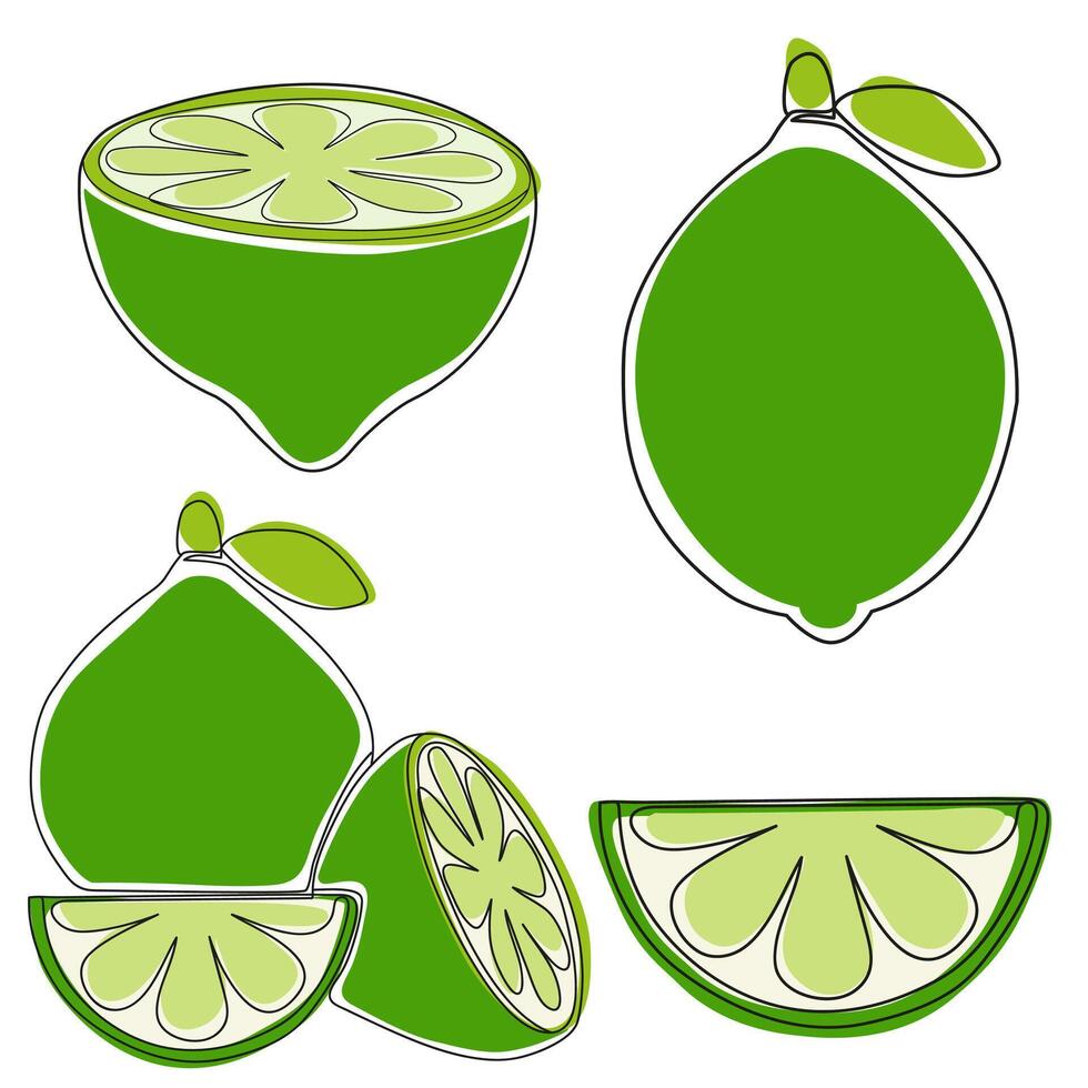 Whole, slice and cut lime. Minimalist hand drawn set lime fruit set isolated on white background vector