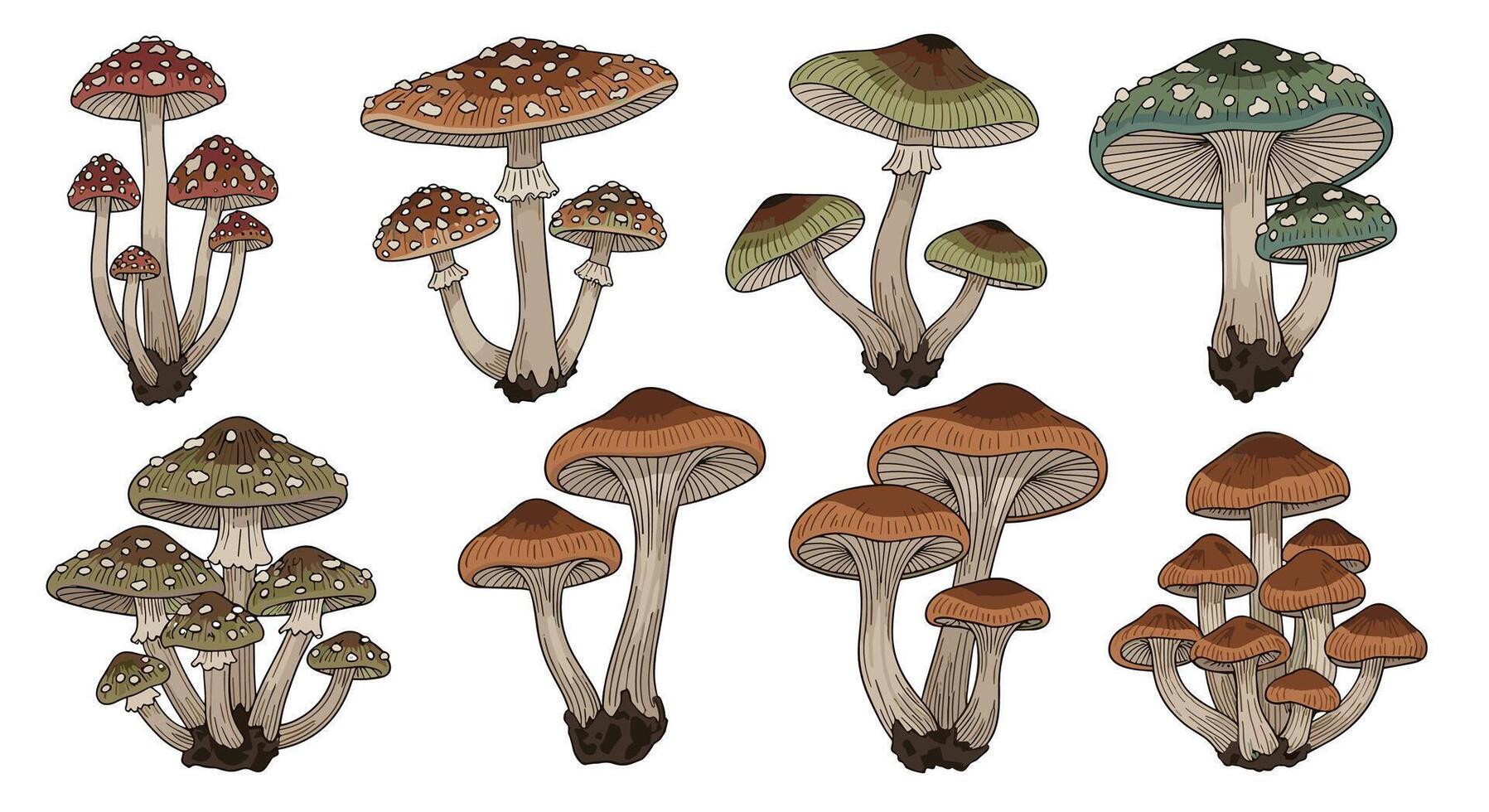 A Detailed Study of Clustered Mushrooms Exploring Biology Nature and Ecosystem Dynamics for Science vector