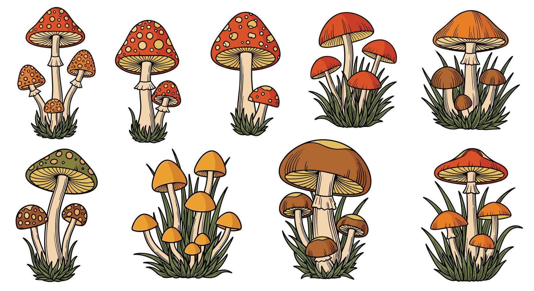 A Guide to Identifying Wild Mushrooms Exploring Edible and Poisonous Varieties Found in Forests vector