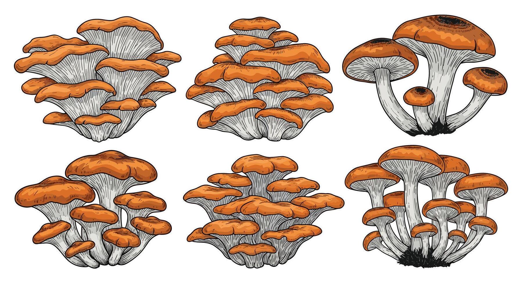 A Comprehensive Guide to Identifying and Understanding the World of Wild Edible Mushrooms vector