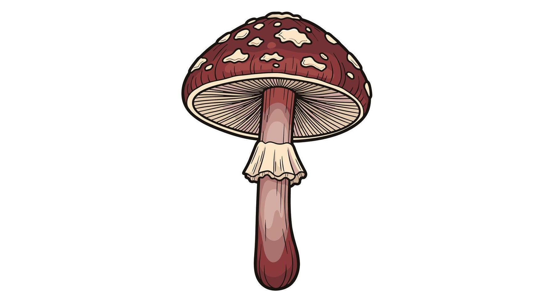 Understanding Mushroom Identification A Guide to Identifying Different Types of Wild Mushrooms vector