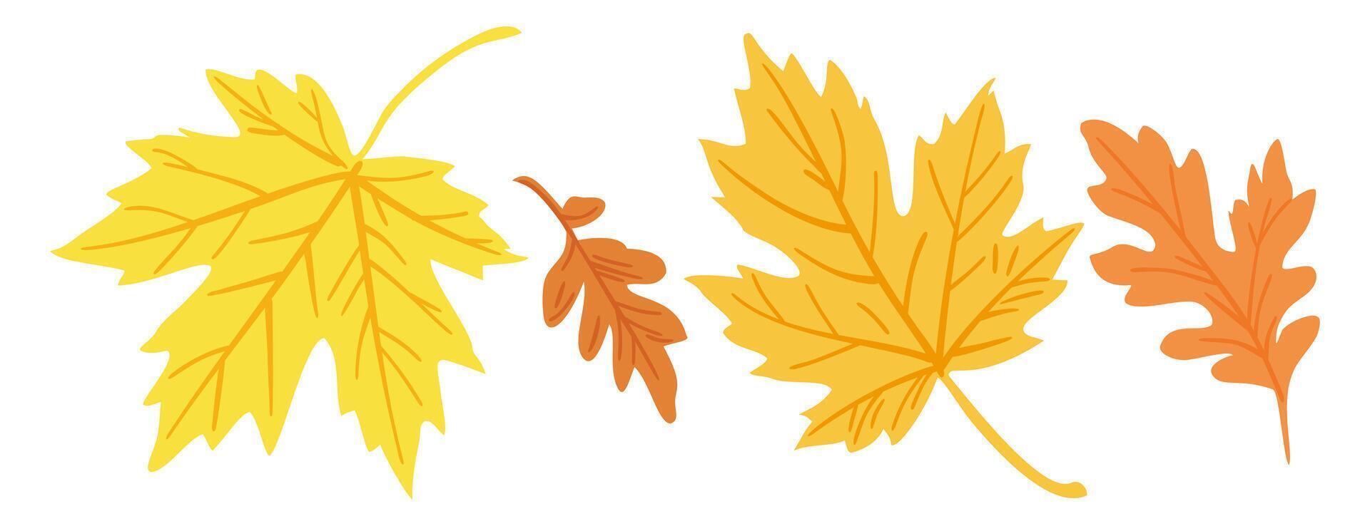 Bright maple and oak autumn leaves. isolated illustration vector